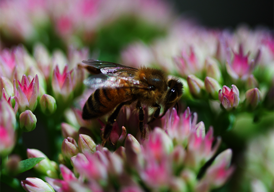 Osmo bietet für Bienenbehausungen die bienenfreundlichsten Anstriche und Farben – ohne Konservierungsstoffe und gesundheitsschädliche Aromate. Osmo News