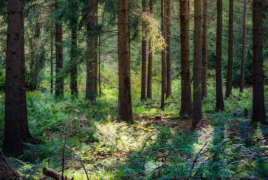 Osmo als nachhaltiger Arbeitgeber im Holzbereich und Holzveredelung in Warendorf