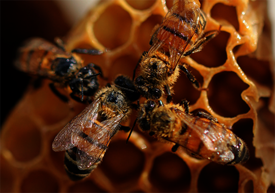 Osmo Farbe und Anstriche sind für Bienen nicht gesundheitsschädlich. Bienen sehen Farben anders, orientieren sich zu erst an Formen. Landhausfarbe und Einmal-Lasur HS Plus von Osmo kann für Nistkästen und Behausungen für Tiere verwendet werden.