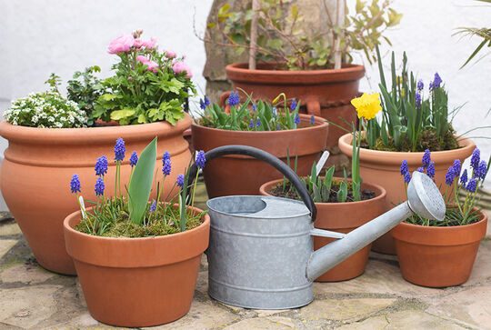 Terracotta planters treated with Osmo Stein- und Terrakotta-Öl  are ideal for flowers or herbs