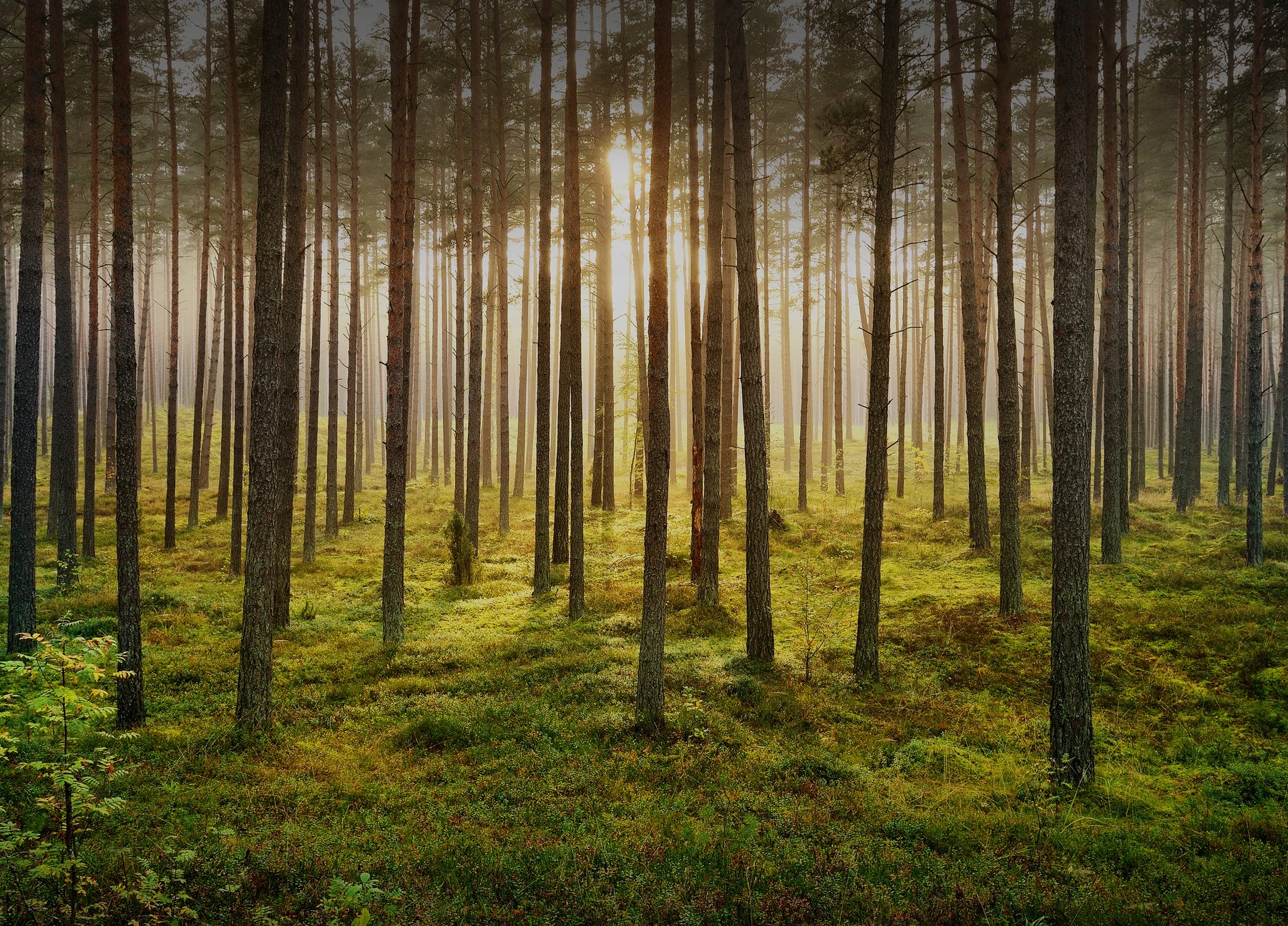 Eine nachhaltige Zukunft