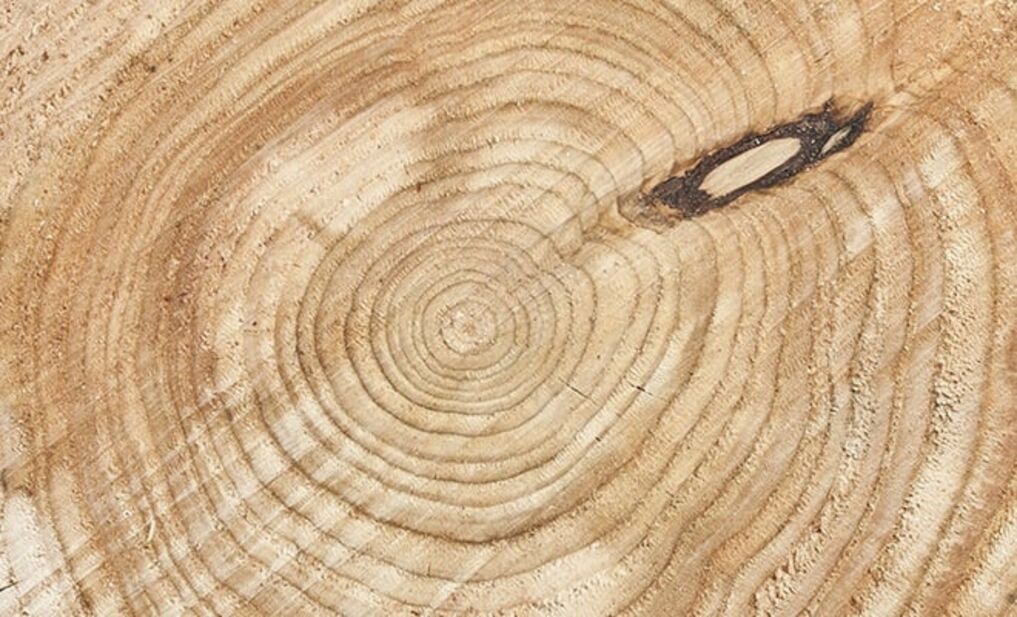Osmo Holz - Alle Themen rund um den Rohstoff Holz