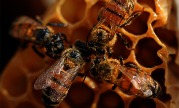 Bienen fliegen auf Osmo insektenfreundliche Anstriche