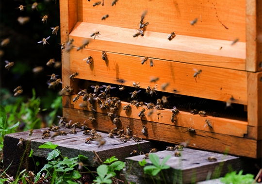 Bei bienenfreundlichen Anstrichen und Farbe liegt Osmo sehr weit vorne. Osmo Landhausfarbe oder Einmal-Lasur HS Plus verzichtet auf gesundheitsschädliche Aromate und Konservierungsstoffe. Osmo News.