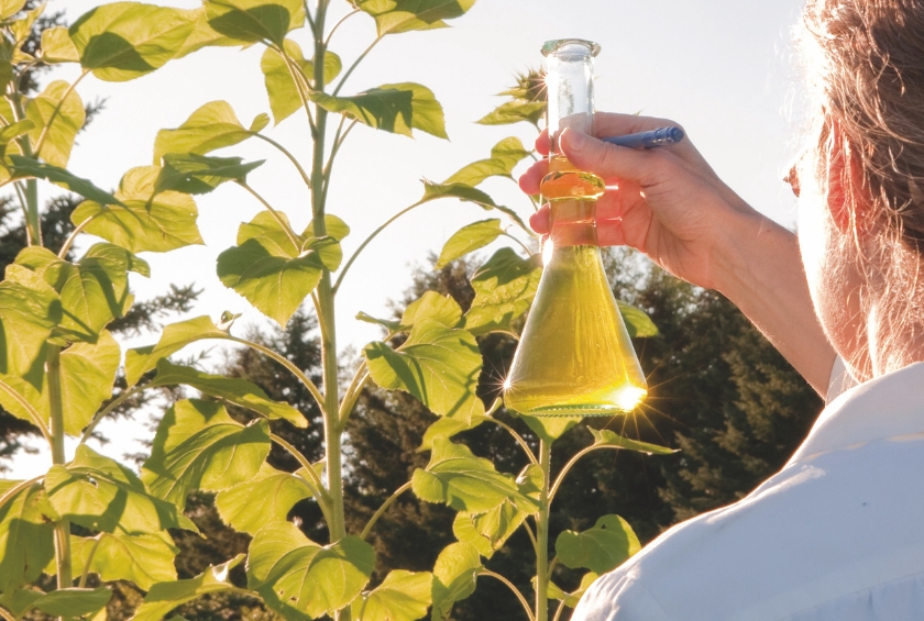 Osmo Holz und Color Natur