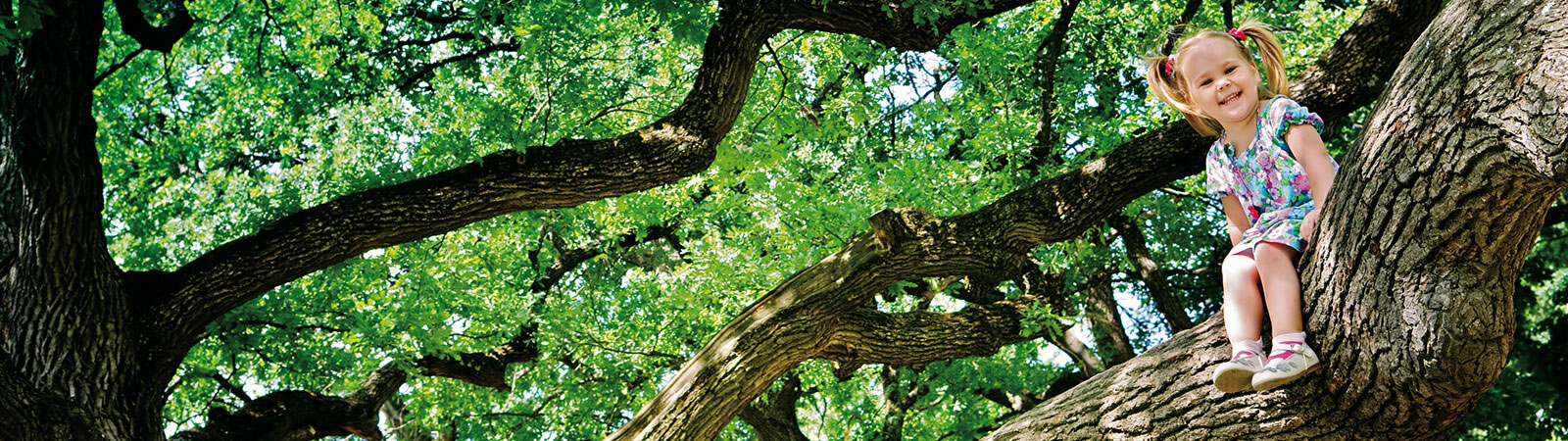 Grüner Baum wie das Osmo Logo – Uns ist Nachhaltigkeit sehr wichtig