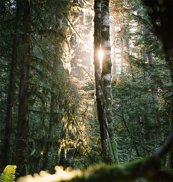 Botany lesson Douglas fir